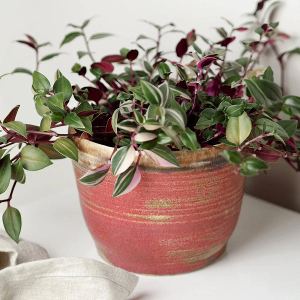 A Handcrafted Pink Ceramic Planter from Charlotte Maner for sale at Mostyn