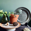 Frog Plant Pot Companions from Lily Faith for sale at Mostyn