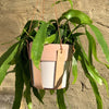 Make Your Own Leather DIY Plant Hanger Craft Kit from Artisans for sale at Mostyn