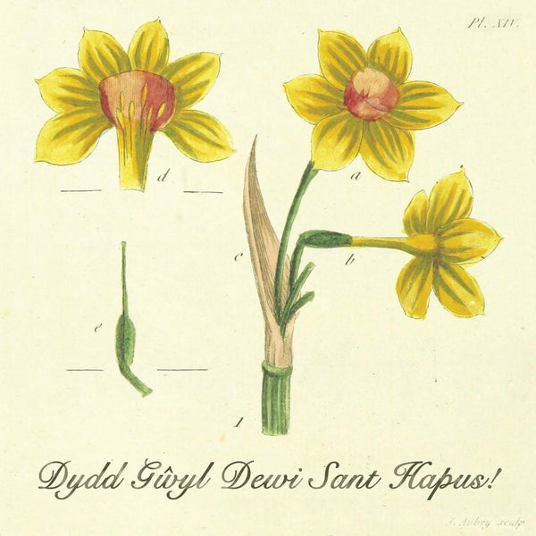 Welsh St David's Day Vintage Daffodil Study Card from The Welsh Gift Shop for sale at Mostyn 